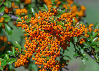 orange berries. close-up. sea buckthorn bush. arboretum in September, sunny day
