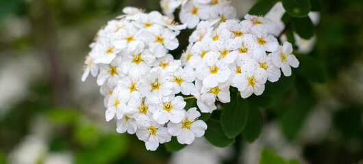 Spring bush with white flowers on a dark background