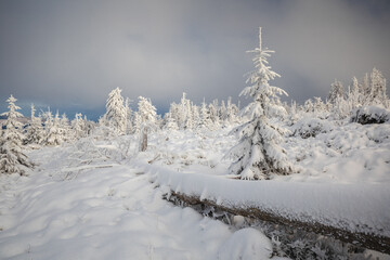 Obraz premium Beautiful winter in the Gorce Mountains - fresh snow created an amazing landscape. Beskidy, Poland.