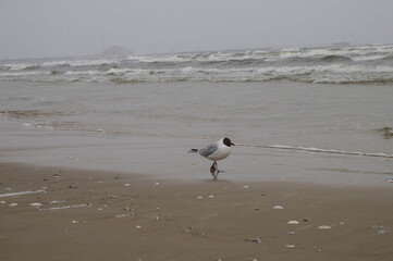 Wild bird at Baltic sea, Sopot, Poland, Easter 2018