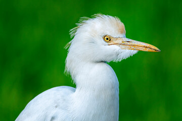 The cattle egret is a cosmopolitan species of heron found in the tropics, subtropics, and...