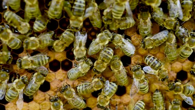 Liquid nectar in honey beehive - 2