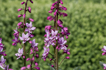 Pink Diptam (Dictamnus albus) in the garden