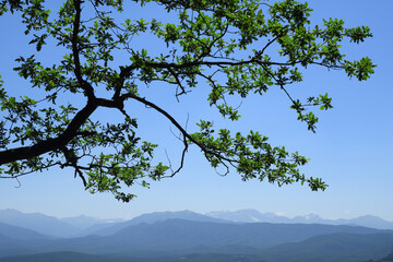 Oak tree branch with green leaves in mountains