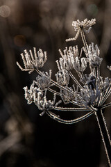 Seed Head covered in Frost