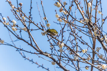 White eye on Plum(Japanese apricot) tree