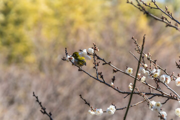 White eye on Plum(Japanese apricot) tree