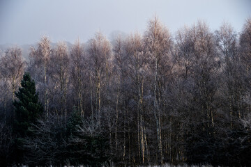 Obraz na płótnie Canvas Trees covered in Frost