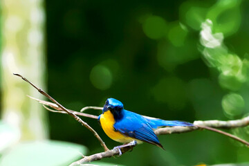 Blue and yellow bird on a branch