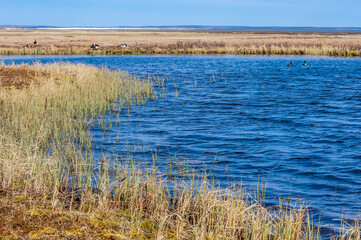 Red-throated Loon (Gavia stellata) at nest in Barents Sea coastal area, Russia
