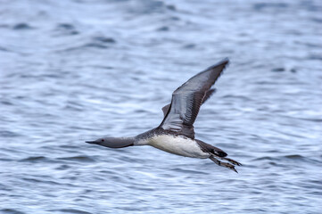 Red-throated Loon (Gavia stellata) in Barents Sea coastal area, Russia