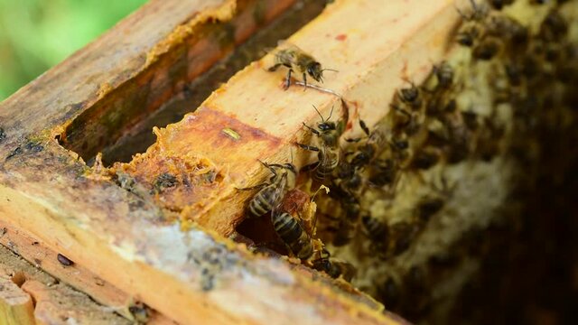 Honeybee frame with propolis sticked on the walls