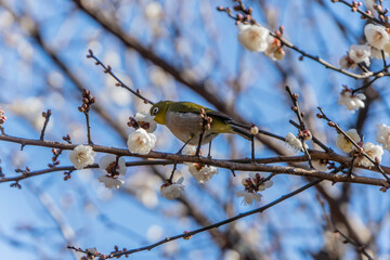 White eye on Plum(Japanese apricot) tree