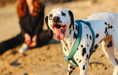 Young dalmatian on the sand beach