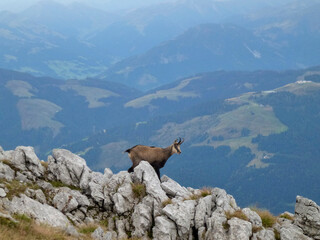 Chamois at Hackenkopfe mountains, Wilder Kaiser, Tyrol, Austria
