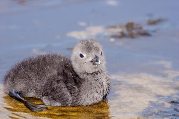 Fototapeta premium Red-throated Loon (Gavia stellata) chick in Barents Sea coastal area, Russia