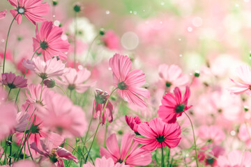 Cosmos flowers and light bokeh in vintage tone background. - 404013579