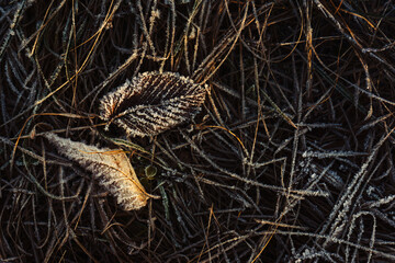 Autumn leaves are covered with hoarfrost on dry grass. Tinted photo. Template for the designer