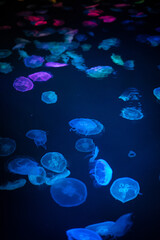 カラフルにライトアップされたクラゲ