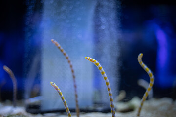 ニシキアナゴの近影