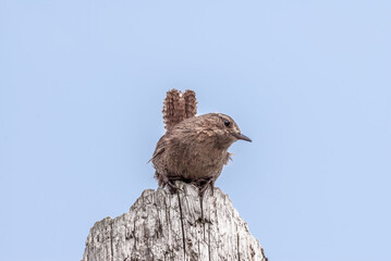 Pacific Wren (Troglodytes pacificus) at St. George Island, Pribilof Islands, Alaska, USA