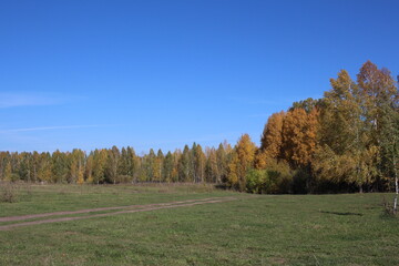 autumn forest in nature with trees landscape