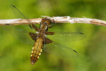 Plattbauchlibelle weiblich