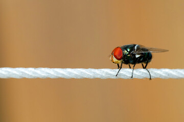 The green house fly is dirty bug on white rope