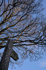 tree and footpath sign wooden
