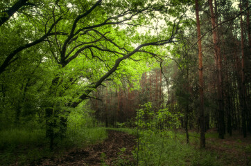 Dense green forest with branching trees