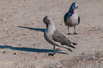 Heermann's Gull (Larus heermanni) in Malibu Lagoon, California, USA