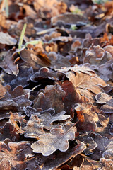 autumn leaves in the water