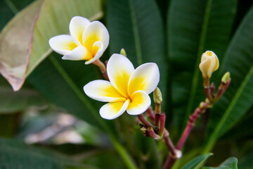 Beautiful plumeria (frangipani) blooming in The Hurghada in Egypt. Bright white yellow plumeria flower as a floral background against green leaves