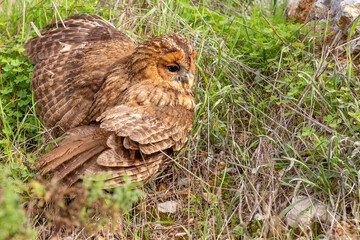 The wounded twilight owl (Strix aluco) in the woods.