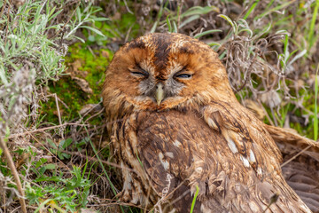 The wounded twilight owl (Strix aluco) in the woods.