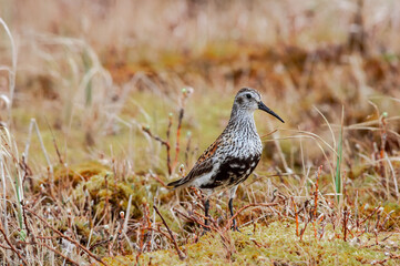 Dunlin (Calidris alpina) in Barents Sea coastal area, Russia