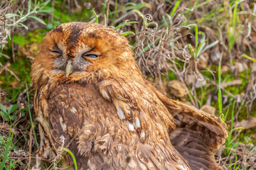 The wounded twilight owl (Strix aluco) in the woods.