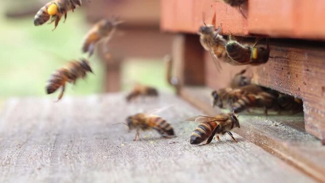 Honey bees flying around the hive. Hives in an apiary with bees flying to the entrance boards.