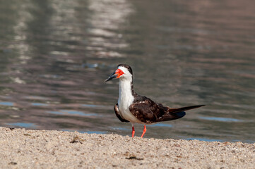 Black Skimmer (Rhynchops niger) in Malibu Lagoon, California, USA