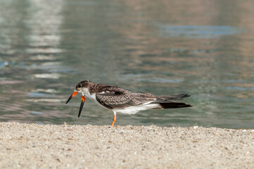 Immature Black Skimmer (Rhynchops niger) in Malibu Lagoon, California, USA
