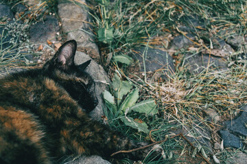 stray cat lying on a street in some town