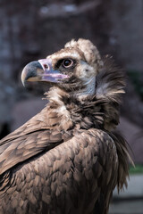 Cinereous Vulture (Aegypius monachus) in Caucasus, Republic of Dagestan, Russia