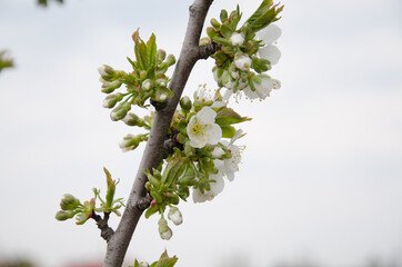 Apricot tree branch with flowers