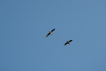 Flying cormorants against the blue sky. Animal