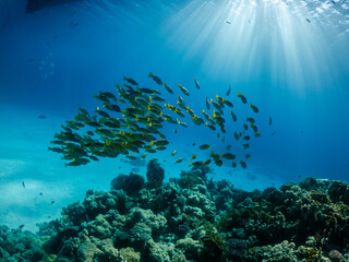 Fototapeta na wymiar Underwater phot of schooling fish near coral reef