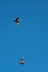 Flying cormorants against the blue sky. Animal