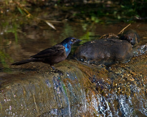 Common Grackle in a small waterfall 
