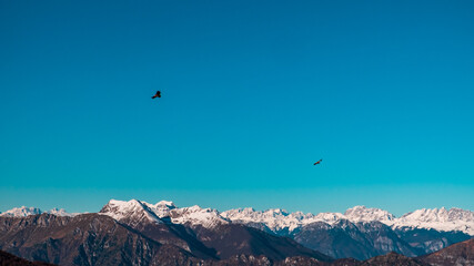 Griffons in the sky over the peak of italian alps
