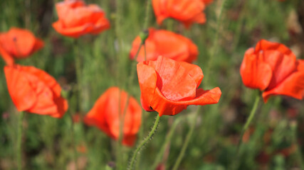 Large red poppy flowers close up. Beautiful wildflowers with red petals.