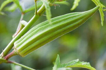 okra on tree growing in the farm, Lady Fingers vegetable.